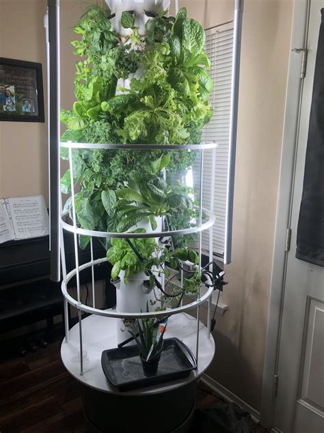 My Poor Excuse Of A Garden Hydroponic Tower Garden Filled With Herbs