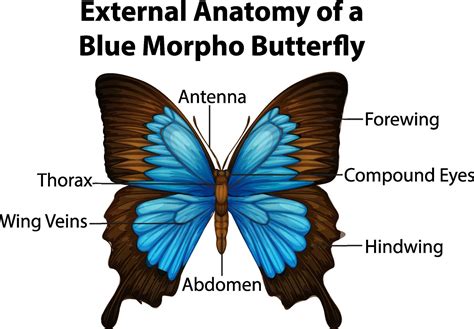 External Parts Of A Butterfly