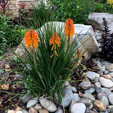 They were formed following the demise of buffalo springfield in 1968, poco was part of the first wave of the west coast country rock genre. Kniphofia 'Poco Orange' | TERRA NOVA® Nurseries, Inc.