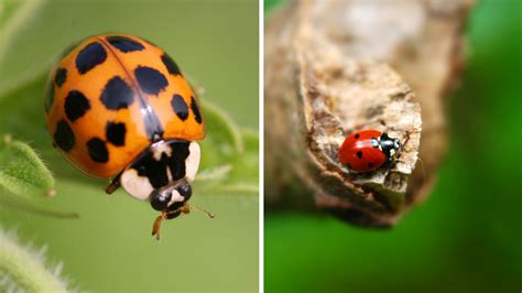 asian lady beetle vs ladybug — how to tell the difference between the bugs all over quebec