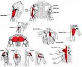 Upper Body Muscle Exercises Images
