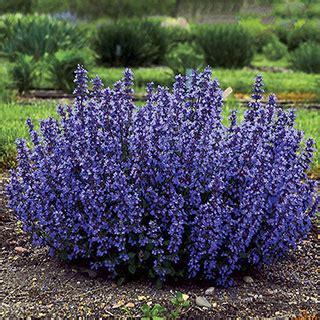 It is also great for edging beds, along paths. Nepeta 'Cat's Pajamas' at Park Seed