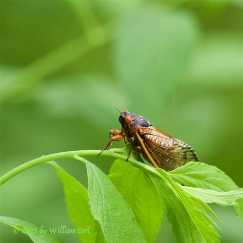 17 Year Cicada North Trails Holly Loop Ned Smith Center Flickr