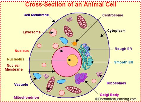 Animal Cell Model 3d