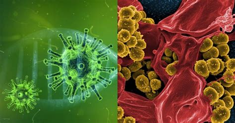 Differences Between Viral And Bacterial Infections Our Health Is Our