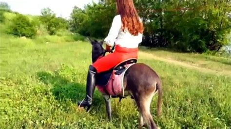 Pin By Александр On Животные Small Pets Equestrian Style Donkey