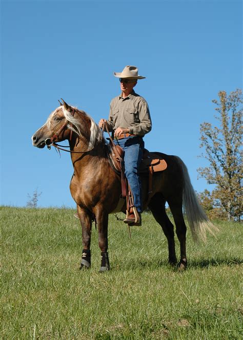 American Morgan Horse Association Working Western