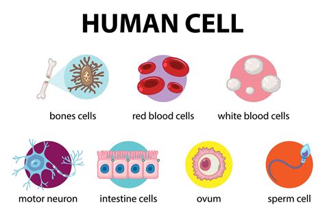 Diagram Of Human Cell For Education Vector Art At Vecteezy