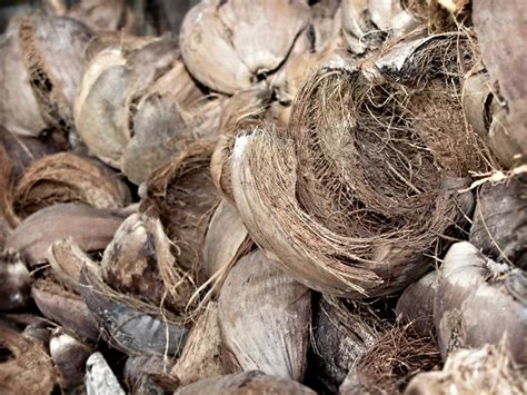 Kelapa dan dari 16.000 butir kelapa dapat. sabut kelapa | Faizal Riza MOHD RAF | Flickr