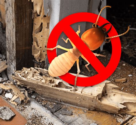 That's where horn pest management can help. Commercial Termite Control | Conquistador Pest & Termite ...