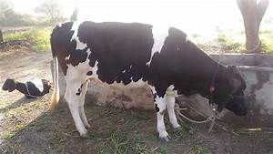 Diagram Of Monthly Pregnant Cow Growth