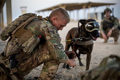 Us Soldier Puts Protective Paw Covering On A Military Working Dog In