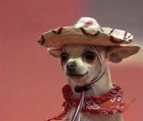 Chihuahua In Sumbrero Blank Template Imgflip