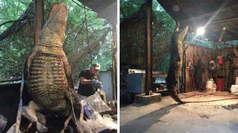 300 Pound Gator Caught In Richmond County Georgia