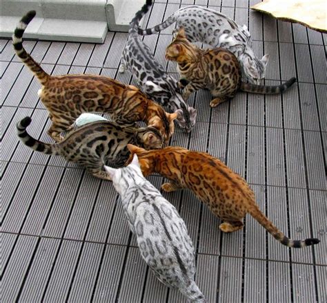 A Visual Guide To Bengal Cat Colors And Patterns In 2020 Bengal Cat