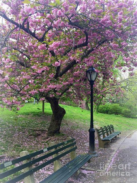 Pink Cherry Blossom Tree Central Park In Spring
