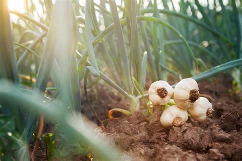 Garlic Farming In Kenya Greenlife 2024 Update