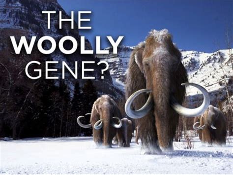 Scientists Have Identified Some Of The Genetic Genetics The Wooly