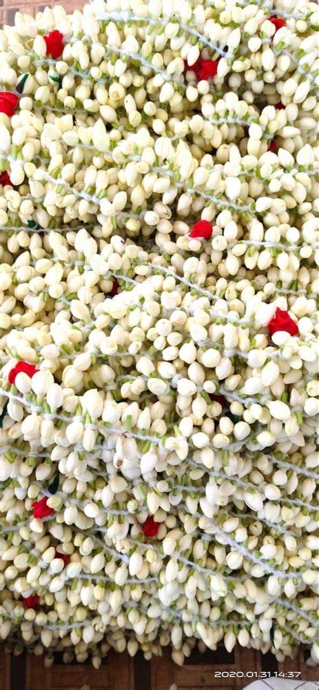 White Madurai Malli Flower At Rs 250kilogram In Tiruchirappalli Id