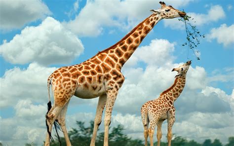 Animals Giraffe Full Hd Desktop Wallpapers 1080p