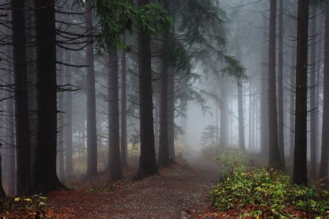 Nature Trees Forest Mist Wood Leaves Plants Path Fall Dirt