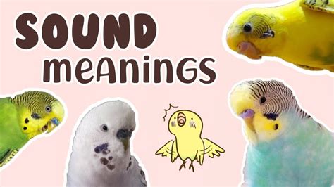 🔈 Budgie Sound Meanings Youtube Budgies Budgies Bird Pet Bird Cage