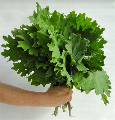 Green Kale Green Kale Beautiful Fruits Herbs