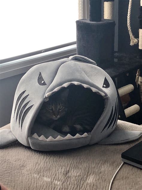 My Cat Finally Went In The Shark Rcats