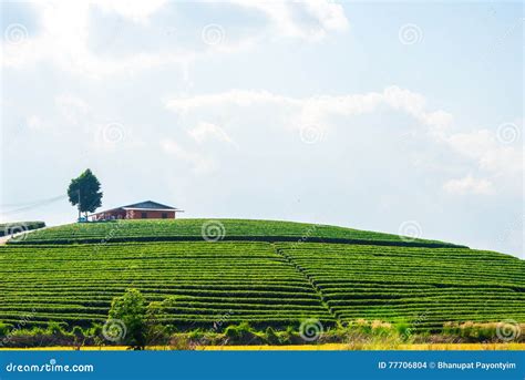 House On Tea Plantation Stock Photo Image Of Countryside 77706804