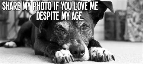 81 Best Images About Seniors We Love On Pinterest