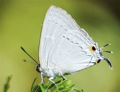 White Tufted Royal Butterfly Current Affairs Editorial Notes By