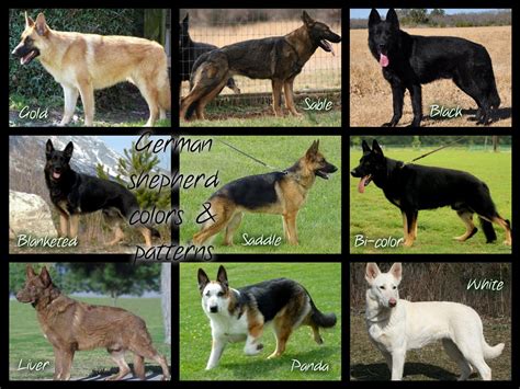Different Types Of German Shepherd Colors