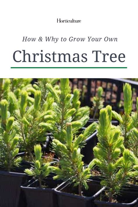 Grow A Christmas Tree How And Why Artofit