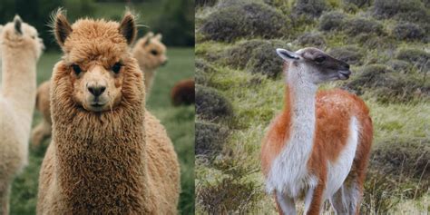 Llamas Vs Alpacas Interesting Differences You Should Know Taylor Balog