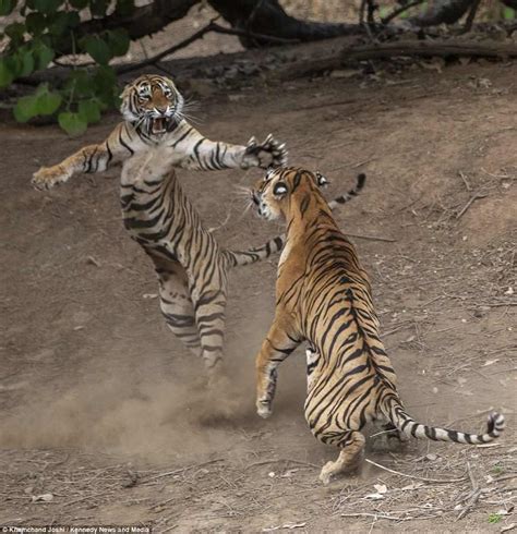 Tigress Strikes Street Fighting Pose As She Fights Off A
