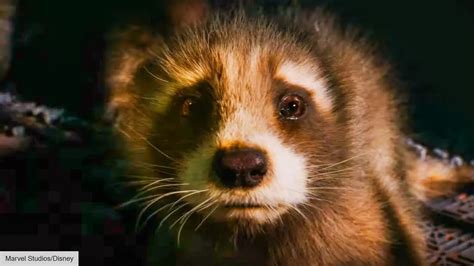 Baby Rocket Raccoon From Guardians Has Marvel Fans In Love