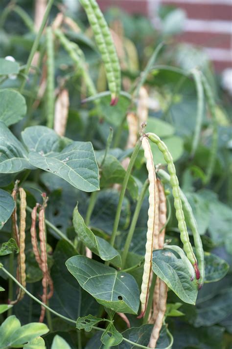 How To Plant And Grow Black Eyed Peas