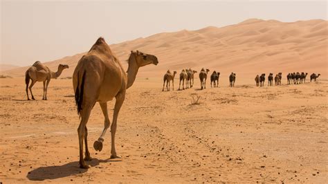 Do Camels Really Have Water In Their Humps Live Science