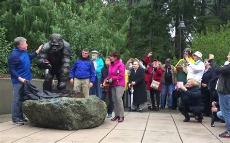 Unveiling The Statue Of Tacoma Icon Ivan The Gorilla The News Tribune Ivan The Gorilla