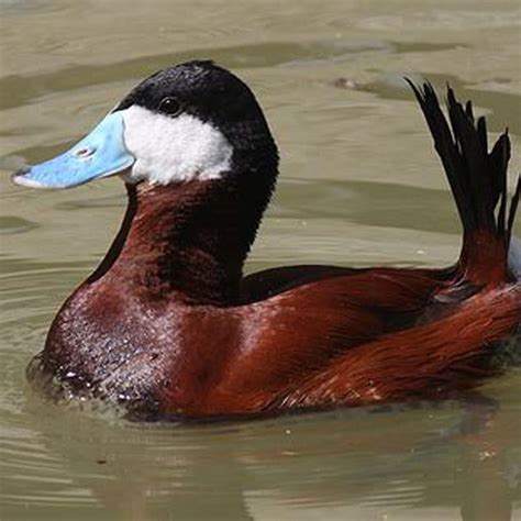 What Is A Ruddy Duck Considered Diy Seattle