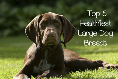 25 Most Healthiest Dog Breeds Dog Bread
