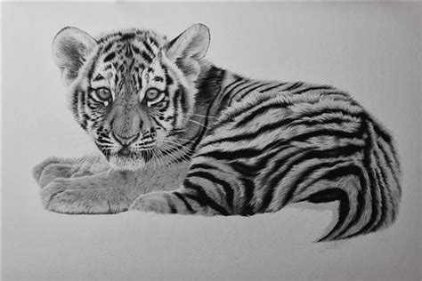 Clive Meredith Wildlife Art Tiger Cub Drawing Update