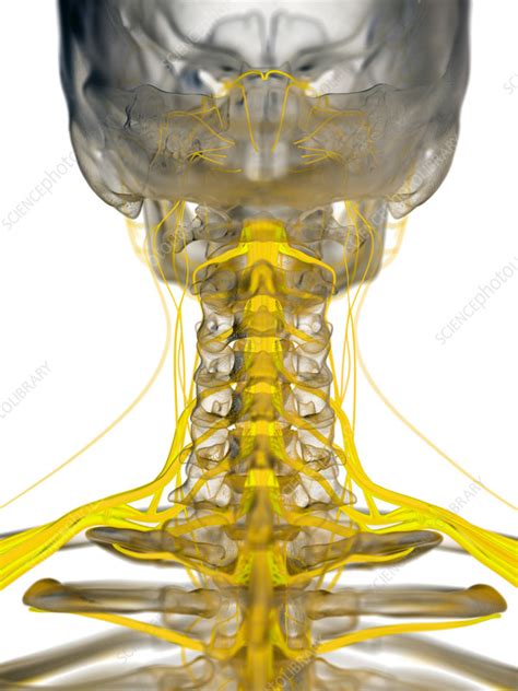Cervical Nerves Illustration Stock Image F0353688 Science Photo