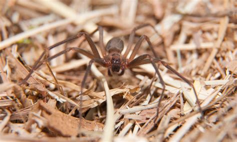 Brown Recluse Spider Bite Sends Nova Scotia Man To Hospital Cottage Life