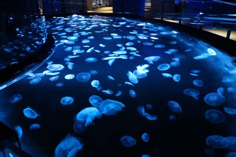 〈すみだ水族館〉に約500匹のクラゲが漂う水槽型水槽 ビッグシャーレ が登場！ Report Hanakotokyo