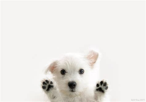 Cute Dog Paws Wallpaper Download Cute Hd Wallpaper Appraw