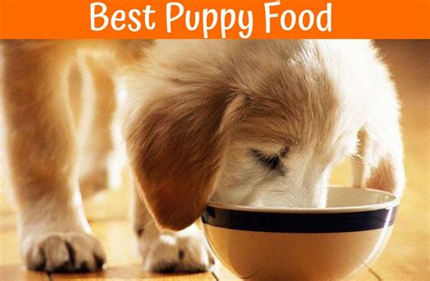 In order to know what food is best for your puppy, you should become familiar with the various types of food on the market and what nutrition, if any, those foods. The Best Puppy Food - Reviews of Healthy Food For Puppies ...