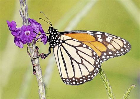 Oklahoma Makes Efforts To Save The Monarch Butterfly