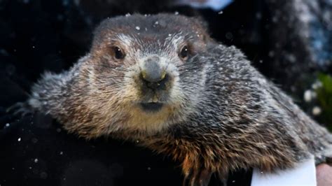 Groundhog Day: Punxsutawney Phil predicts six more weeks of winter as fans follow ceremony ...