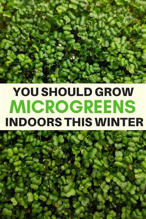 Most kale will begin to sprout within a weeks' time. Indoor gardening for everyone! Microgreens are super easy ...